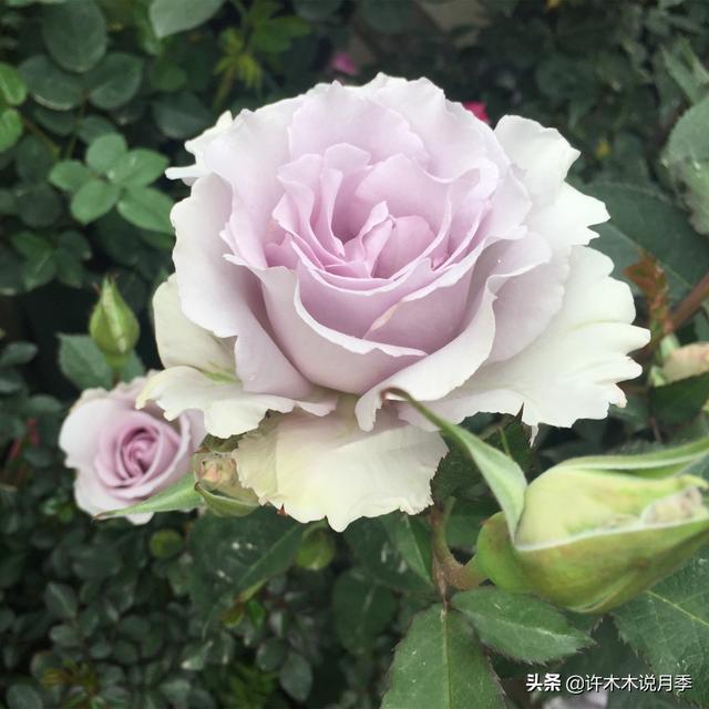 阳光不充足也能养月季？这些问题处理好，北阳台的月季也能开爆盆