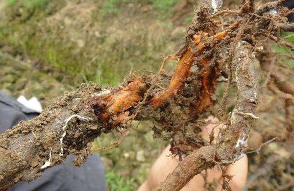 羊粪养花好？3个害处不知道，越养越“心烦”，还很容易养死
