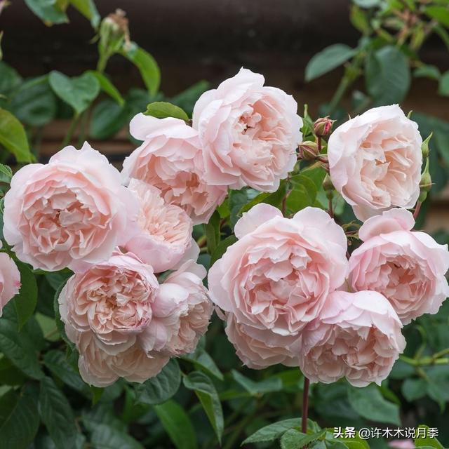 阳光不充足也能养月季？这些问题处理好，北阳台的月季也能开爆盆