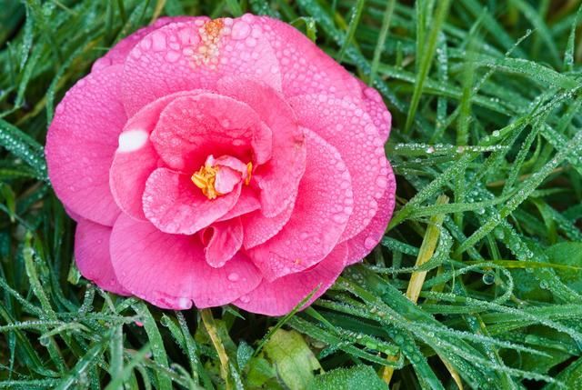 茶花花谢后有个“特殊期”，适合做3件事，错过就要等明年