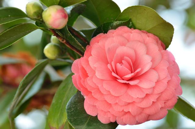 茶花花谢后有个“特殊期”，适合做3件事，错过就要等明年