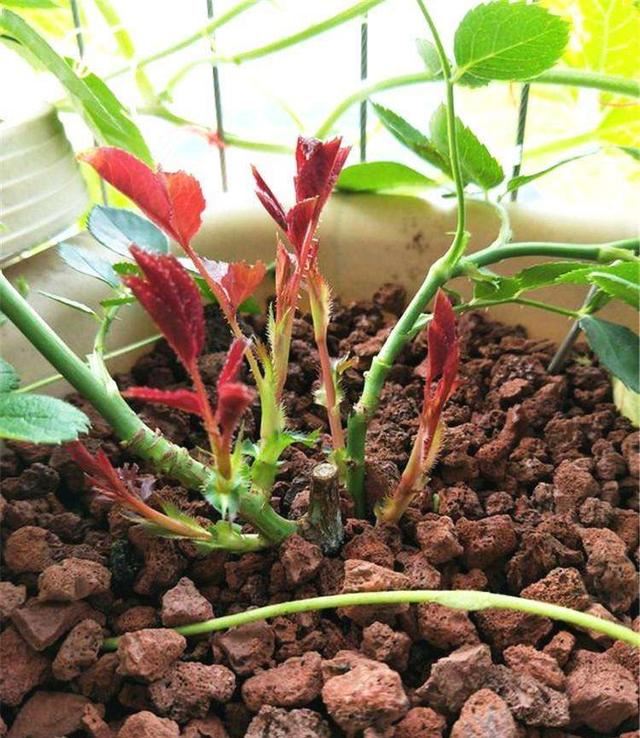 月季笋芽不能剪？这4种情况下，剪剪更容易“爆花”