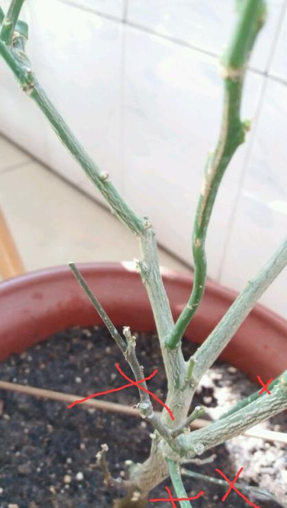 盆栽柠檬只开花不结果？春天做好4件事，夏天果子满枝头