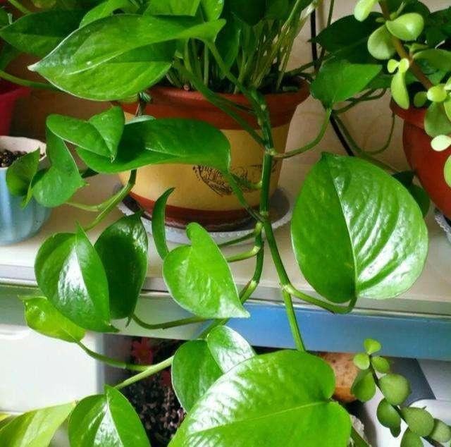 羊粪养花好？3个害处不知道，越养越“心烦”，还很容易养死