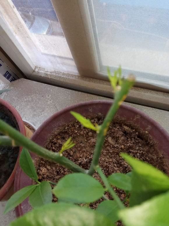盆栽柠檬只开花不结果？春天做好4件事，夏天果子满枝头
