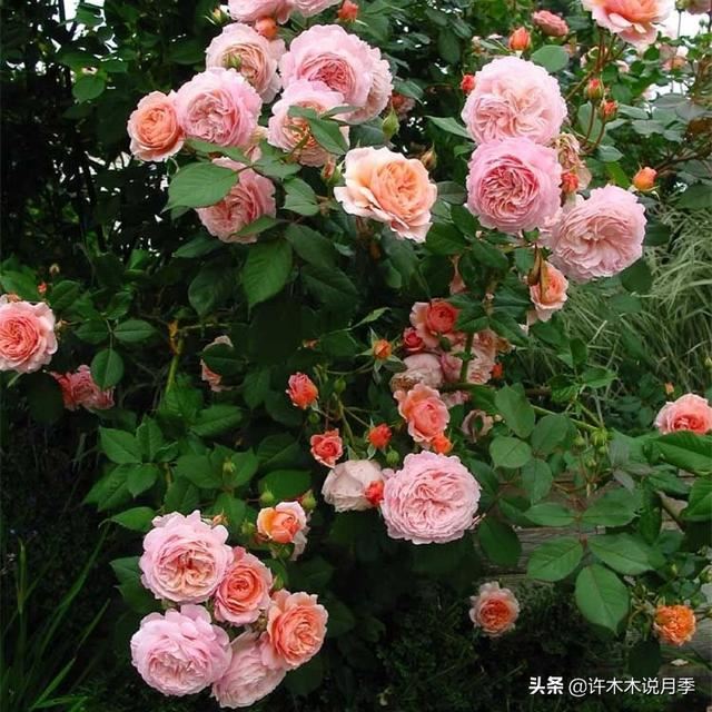 阳光不充足也能养月季？这些问题处理好，北阳台的月季也能开爆盆