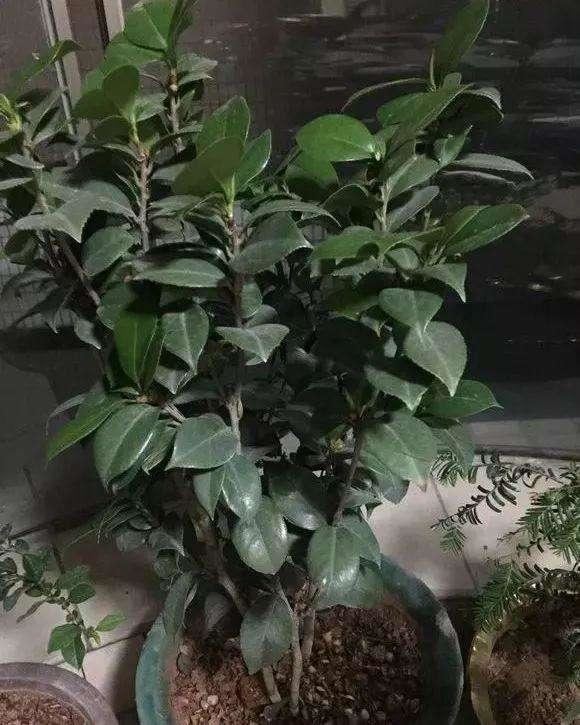 茶花花谢后有个“特殊期”，适合做3件事，错过就要等明年
