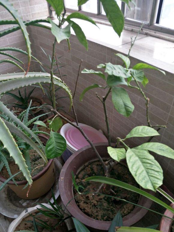 盆栽柠檬只开花不结果？春天做好4件事，夏天果子满枝头