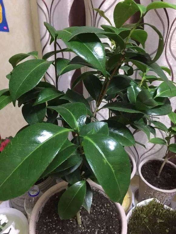 茶花花谢后有个“特殊期”，适合做3件事，错过就要等明年