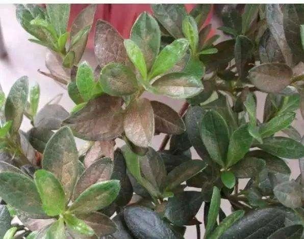 羊粪养花好？3个害处不知道，越养越“心烦”，还很容易养死