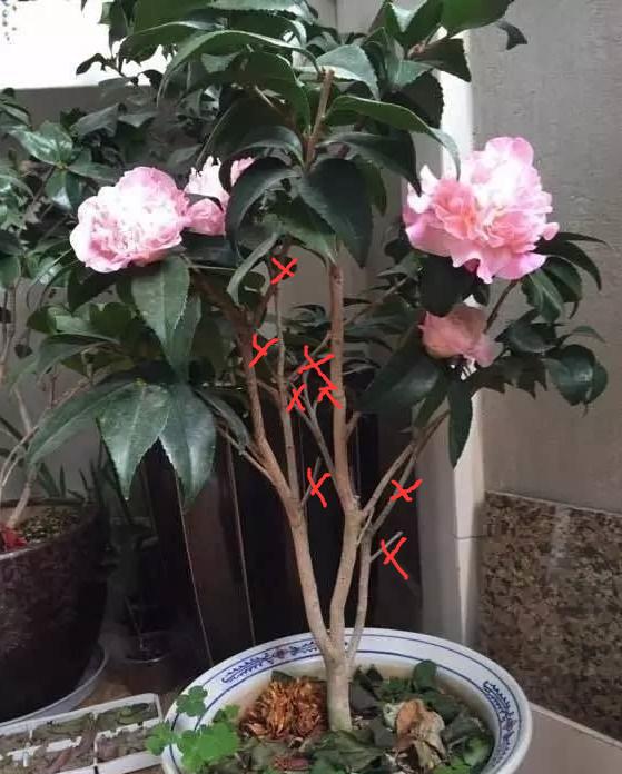 茶花花谢后有个“特殊期”，适合做3件事，错过就要等明年