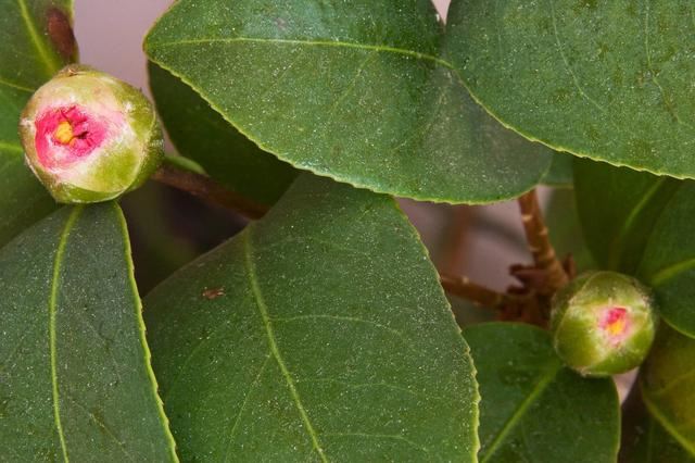 茶花花谢后有个“特殊期”，适合做3件事，错过就要等明年