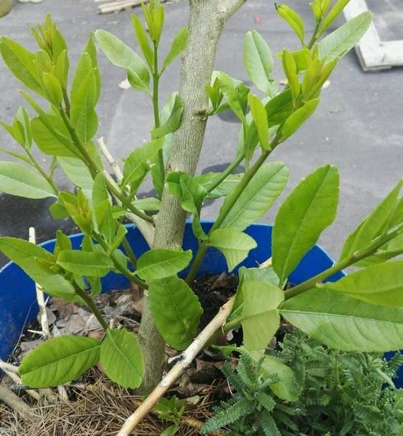 盆栽柠檬只开花不结果？春天做好4件事，夏天果子满枝头