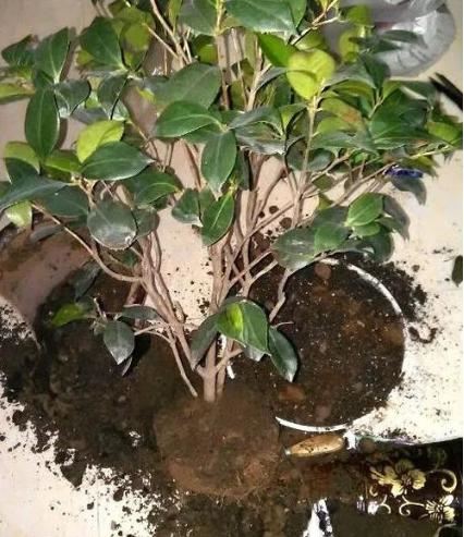 茶花花谢后有个“特殊期”，适合做3件事，错过就要等明年