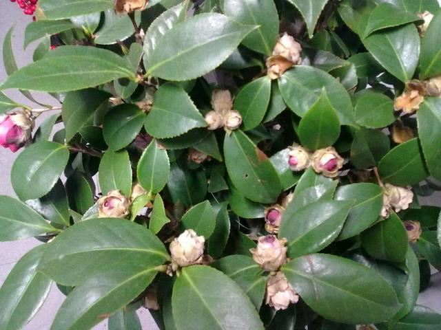 茶花花谢后有个“特殊期”，适合做3件事，错过就要等明年