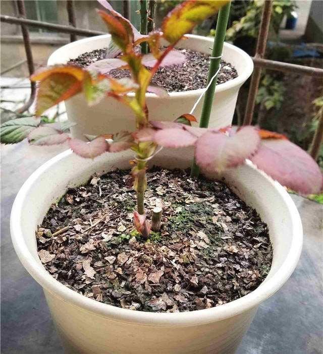 月季笋芽不能剪？这4种情况下，剪剪更容易“爆花”
