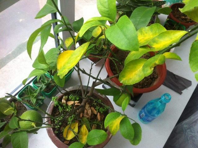 盆栽柠檬只开花不结果？春天做好4件事，夏天果子满枝头