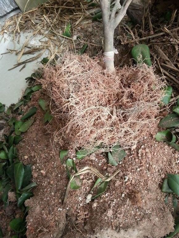 茶花花谢后有个“特殊期”，适合做3件事，错过就要等明年