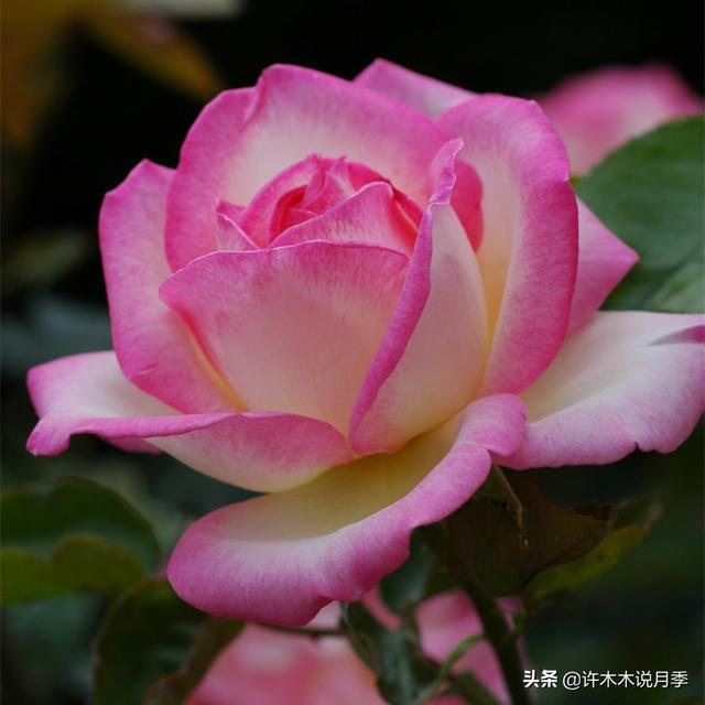 阳光不充足也能养月季？这些问题处理好，北阳台的月季也能开爆盆
