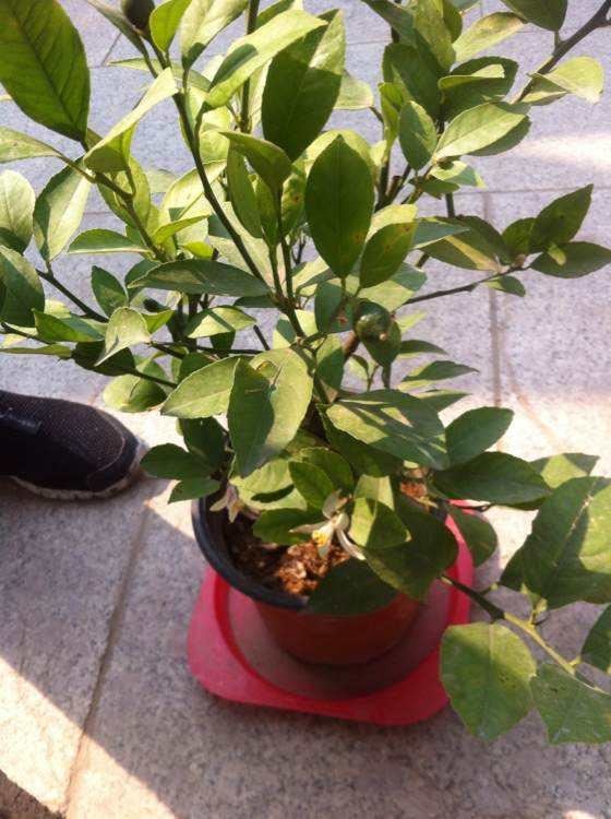 盆栽柠檬只开花不结果？春天做好4件事，夏天果子满枝头