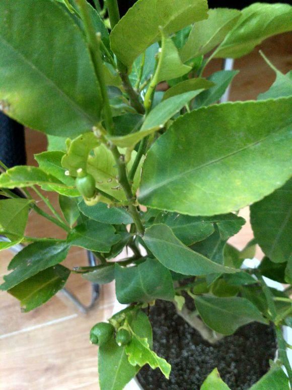 盆栽柠檬只开花不结果？春天做好4件事，夏天果子满枝头