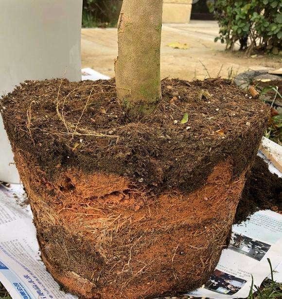 茶花花谢后有个“特殊期”，适合做3件事，错过就要等明年
