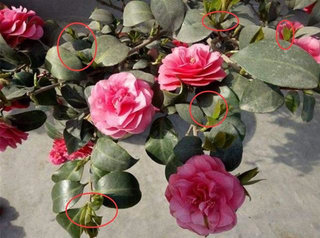茶花花谢后有个“特殊期”，适合做3件事，错过就要等明年