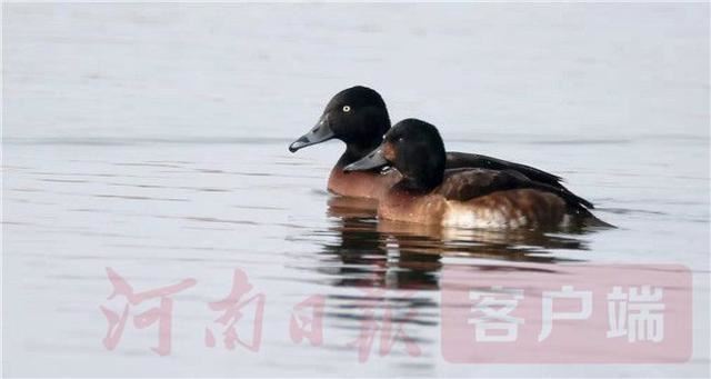 河南有了首个国际重要湿地