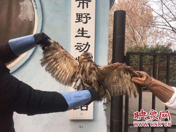 疫情防控让野生动物保护工作更显重要 中牟县林业局接连救护两只国家二级保护动物