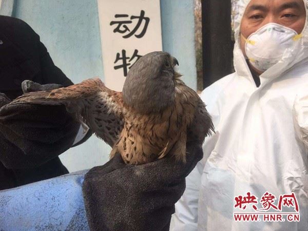 疫情防控让野生动物保护工作更显重要 中牟县林业局接连救护两只国家二级保护动物