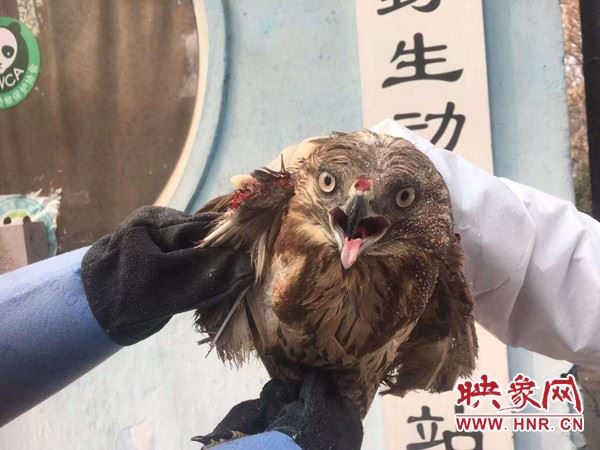 疫情防控让野生动物保护工作更显重要 中牟县林业局接连救护两只国家二级保护动物