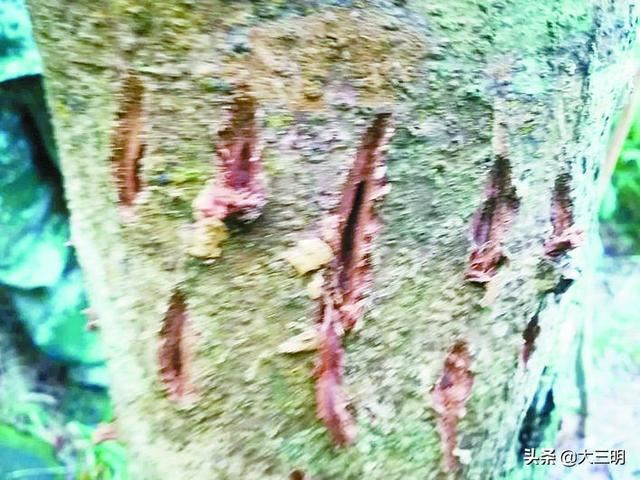 用红外科技，“看好”野生动物