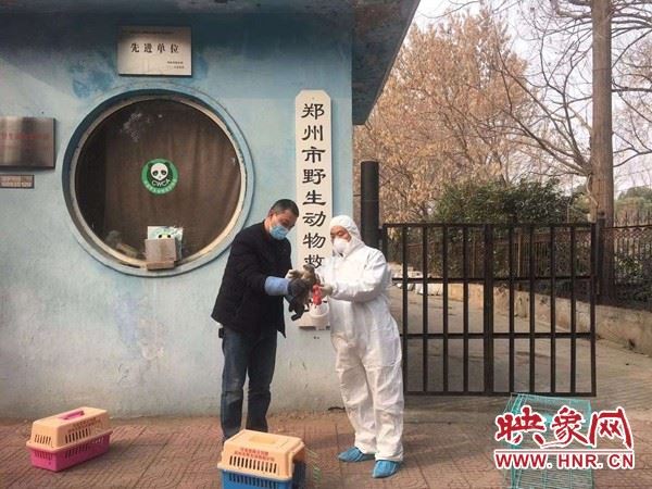疫情防控让野生动物保护工作更显重要 中牟县林业局接连救护两只国家二级保护动物