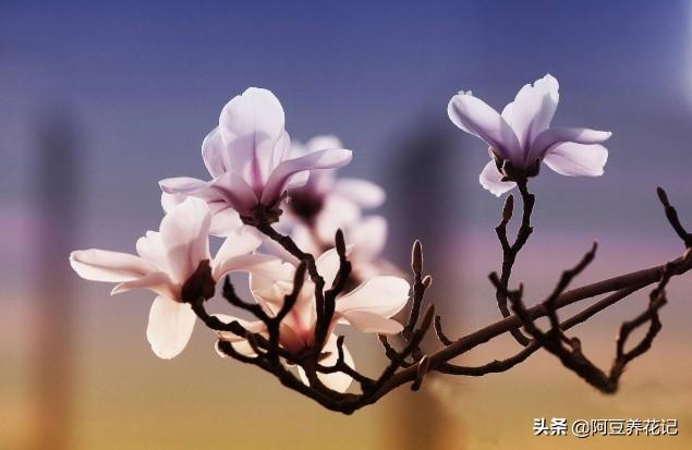 要想玉兰花期长久，花朵硕大，花量繁多，学习“4点”，顺利实现