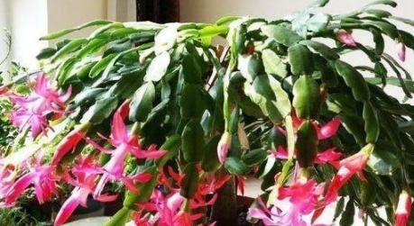 此种年宵花根叶一体，盆栽多注意4点，开花多、不掉花苞