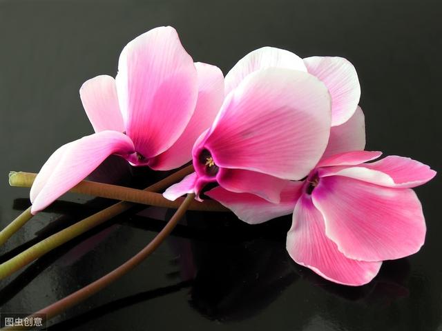 仙客来开完第一茬花，养护注意5件事，花朵比刚买时还大
