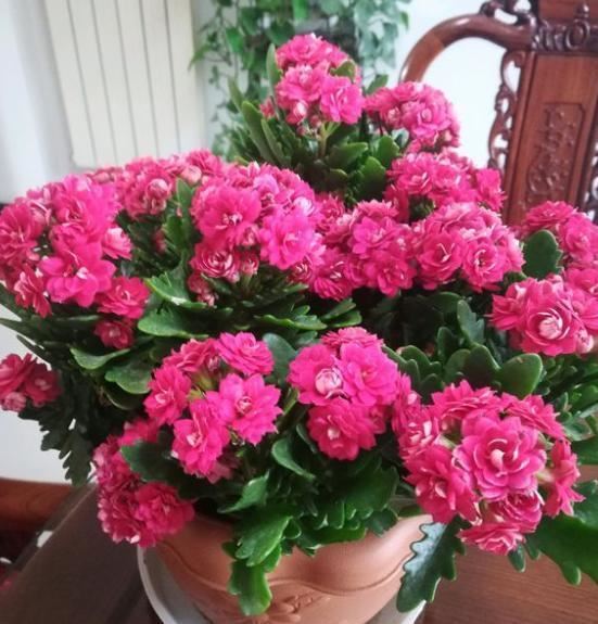 养长寿花，必须具备这些“条件”，随便缺一个，都会导致它不开花