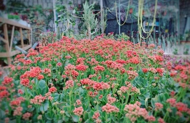 养长寿花，必须具备这些“条件”，随便缺一个，都会导致它不开花