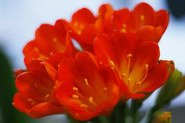 君子兰播种开花太慢，扦插后养护做好这5点，很快可以开花到爆盆