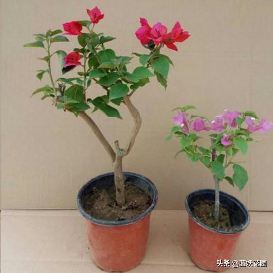 新买的三角梅这样上盆缓苗，服盆快，开花早