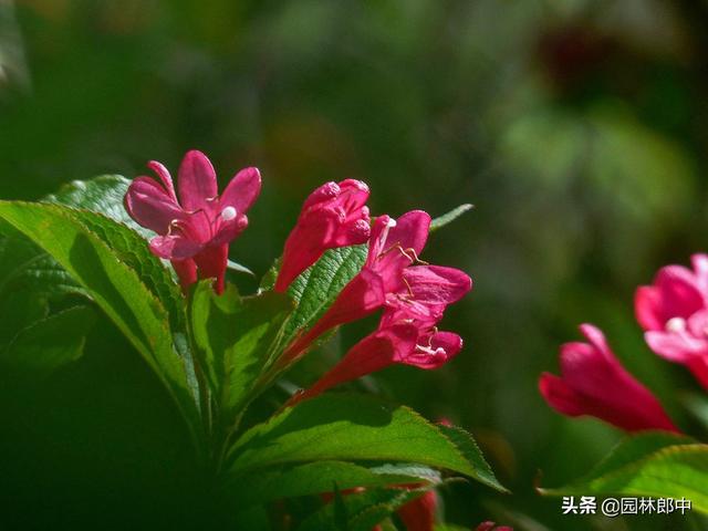 红王子锦带，一个有着贵气名字的平凡小花，关于它你了解多少？