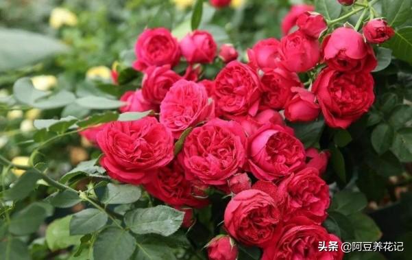 家养“可爱多”，肥料是关键，选对了长势良好，用错了花朵枯萎