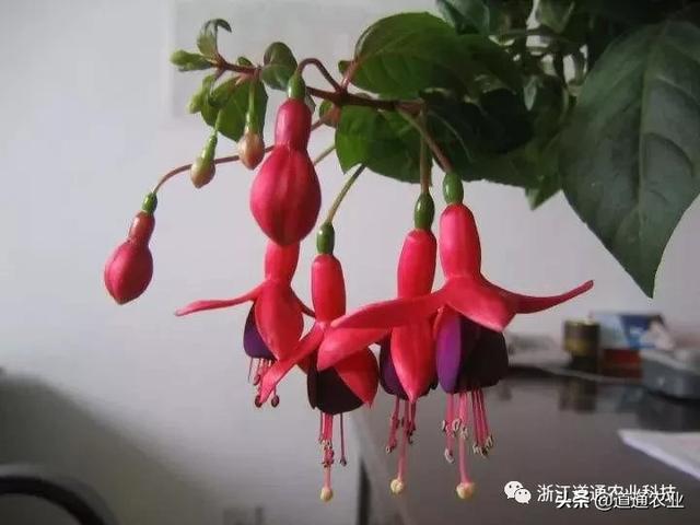 春天到了阳台还是空空荡荡？正适合种这几种花，美得让人惊艳