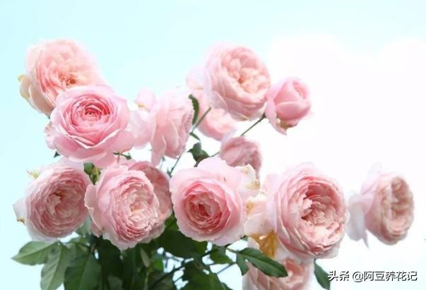 家养“可爱多”，肥料是关键，选对了长势良好，用错了花朵枯萎