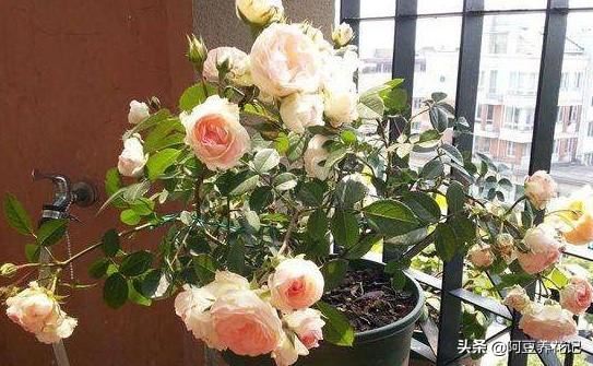 家养“可爱多”，肥料是关键，选对了长势良好，用错了花朵枯萎