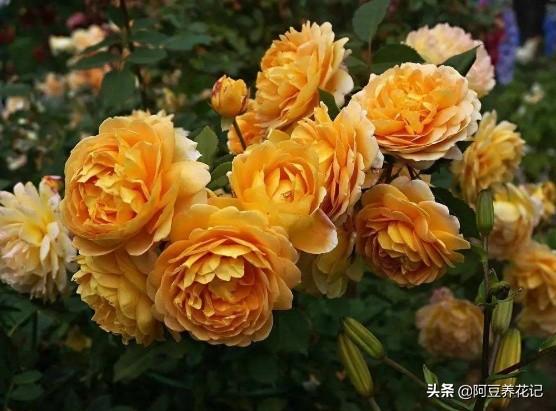 家养“可爱多”，肥料是关键，选对了长势良好，用错了花朵枯萎