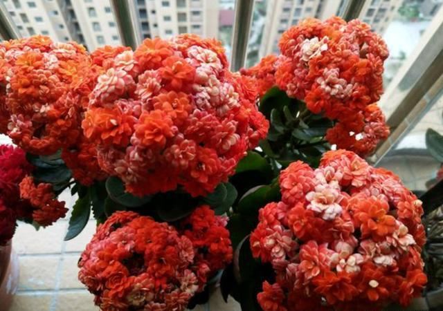 养长寿花，必须具备这些“条件”，随便缺一个，都会导致它不开花