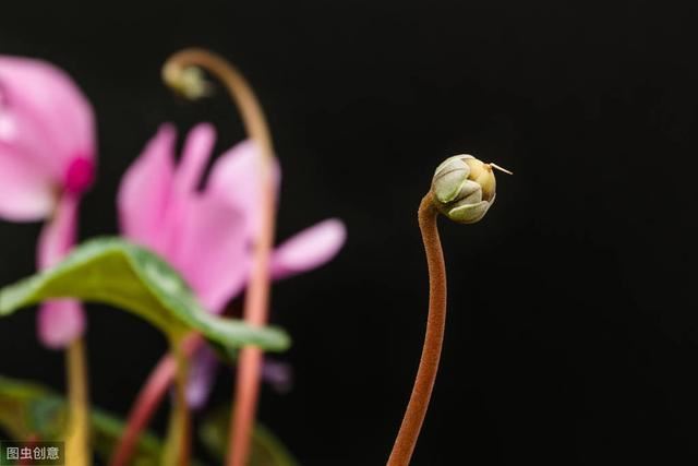 仙客来开完第一茬花，养护注意5件事，花朵比刚买时还大