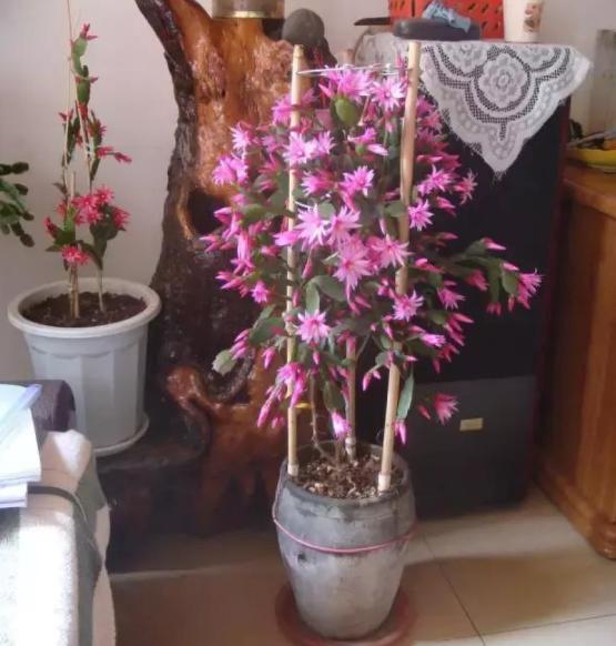 此种年宵花根叶一体，盆栽多注意4点，开花多、不掉花苞