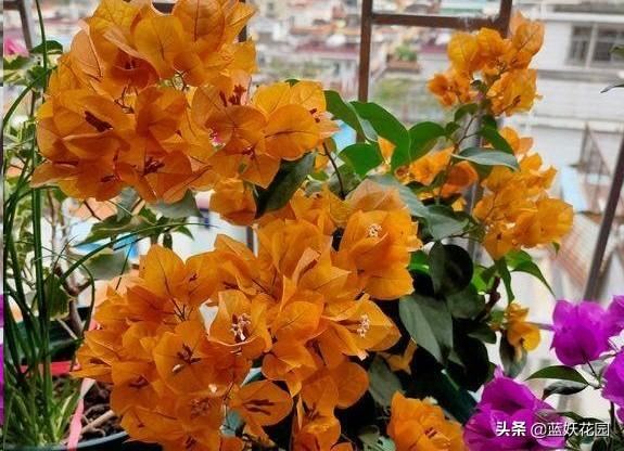 养三角梅避开这3点，开花快又多